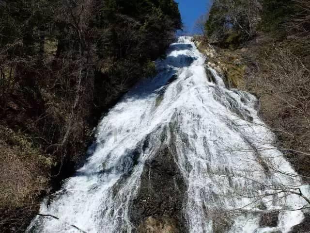 逃离野猫森林